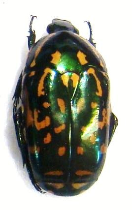 POECILOPHARIS truncatipennis