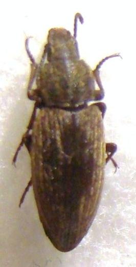 HIMATISMUS sp