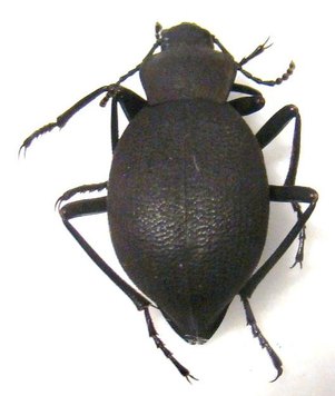 Tenebrionidae CHINE