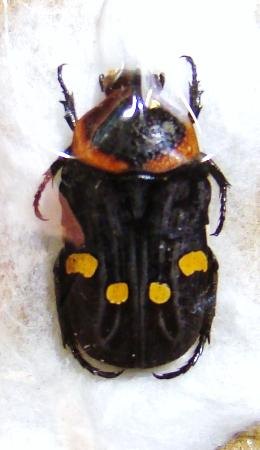 GLYCYPHANA (Caloglycyphana) binotata