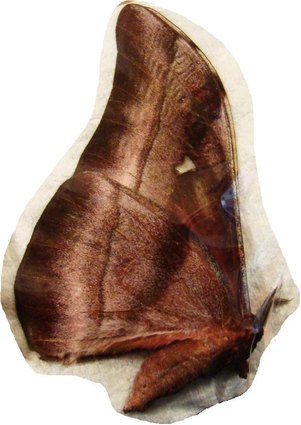 BUNAEA alcinoe M
