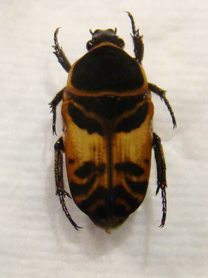 PHONOTAENIA nigriceps
