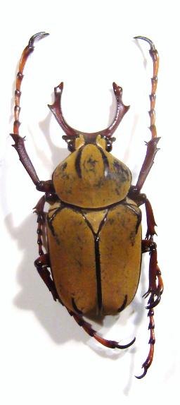 DICRANOCEPHALUS wallichi ssp