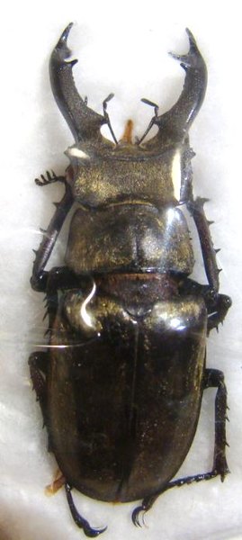 LUCANUS sericeus M