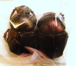 ONITIS fulgidus