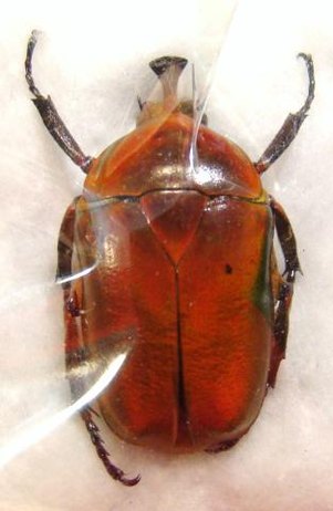 TRIGONOPHORUS rothschildi rothschildi 