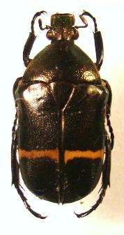 PLAESIORRHINA watkinsiana