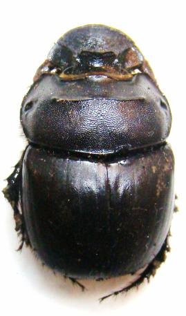 CATHARSIUS satyrus