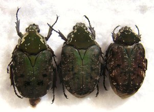 PSEUDINCA dichroa