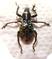 PACHRYRRHYNCHUS congestus pavonius