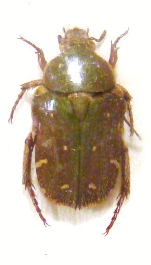 GLYCYPHANA (Glycyphaniola) neglecta