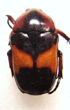 DYSPILOPHORA abbreviata