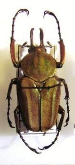 MYCTERISTES (PRIGENIA) VOLLENHOVENI