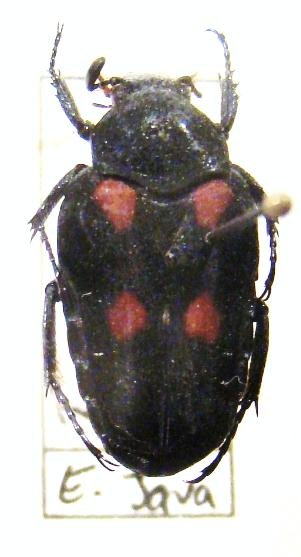TAENIODERA egregia