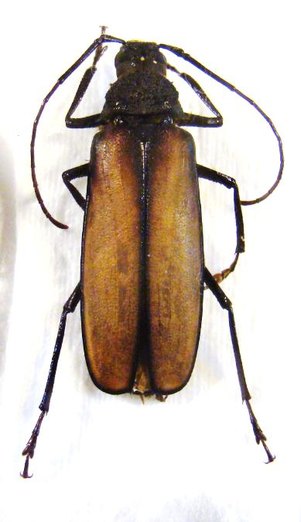 TERSEC (Macrotoma) infan F