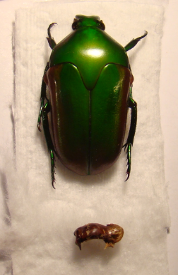 MEGAPHONIA beccari