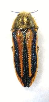 DACTYLOZODES rouleti confusa