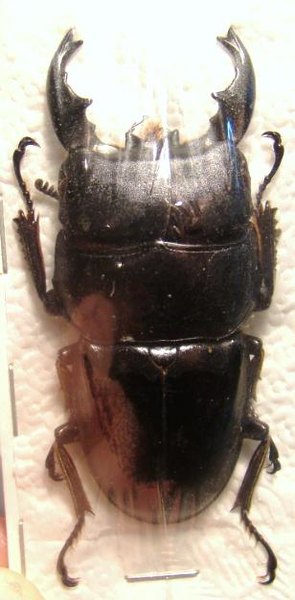 DORCUS alcides M 