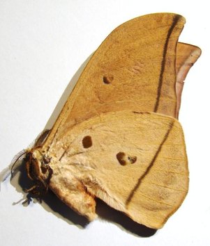 LOBOBUNAEA acetes M