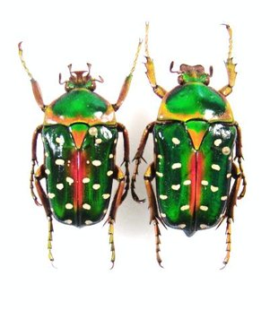 STEPHANORRHINA guttata guttata
