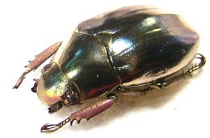 CHRYSINA (Plusiotis) strasseni M